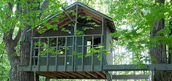 Zelkova treehouse