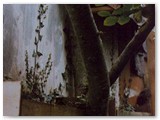 Ivies growing in planters on the walls