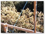 'Crane' used to position beams